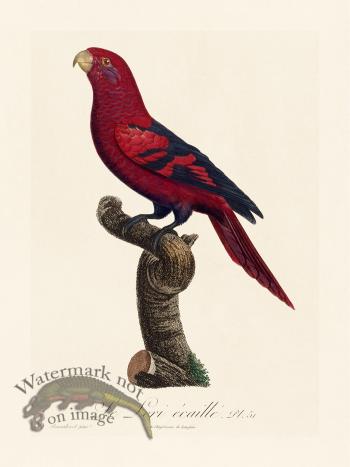 Barraband Parrot 051